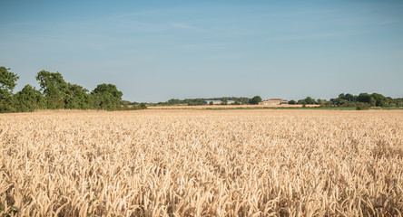 wheat field matured just before the harvest