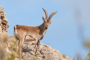 Spanish Ibex capra pyrenaica in nature, natural park els ports