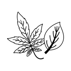 Isolated two autumn leaves vector design