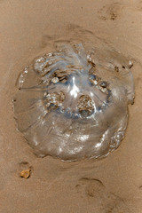 Jelly Fish