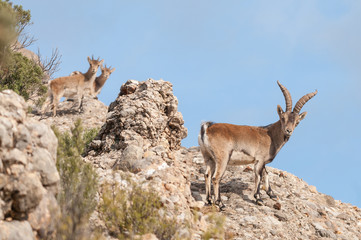 Spanish Ibex capra pyrenaica in nature, natural park els ports