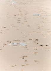 Jelly Fish