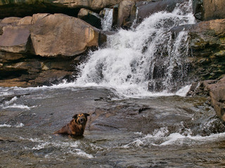 A dog cools off in the waterfalls on a hot, sunny day at Tatai in Koh Kong Province in Cambodia