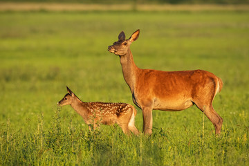 Red deer hind with calf walking at sunset. Mother and child animal in nature. Wildlife family. Female deer protecting its young.