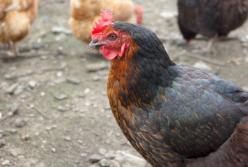 black cock profile view with golden chess chicken agriculture