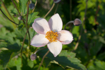 flower close up centered white pink buds garden