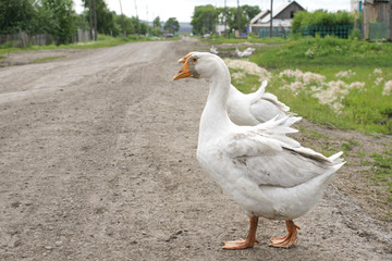 A beautiful white goose is walking along a village road