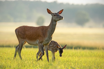 Red deer hind with calf walking at sunset. Mother and child animal in nature. Wildlife family....
