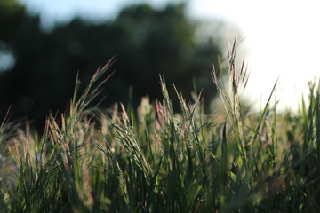 green grass on black background in sunny summer day