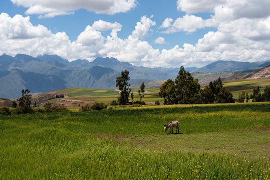 Donkey in a field in the Sacred Valley, Peru