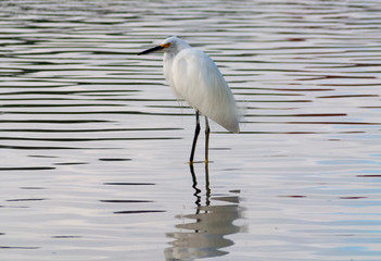 Egret