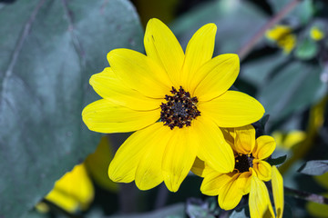 Selective focus close up Farfugium japonicum or japanese silver leaf in a garden.Beautiful blossom yellow flower.