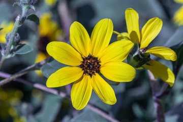 Selective focus close up Farfugium japonicum or japanese silver leaf in a garden.Beautiful blossom yellow flower.