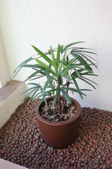 Vaso de Planta com Ráfia