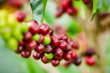 Paisaje Cultural Cafetero, agricultura y campo colombiano, siembra de café y productos agricolas en Chinchiná Caldas Colombia