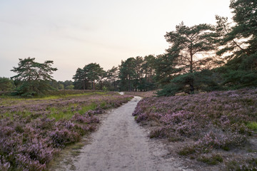 The blooming heather near Gifhorn / Germany in summer