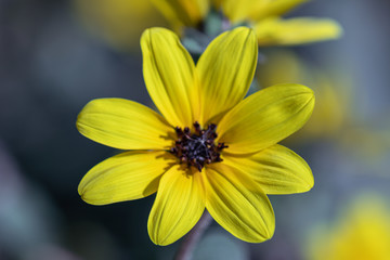 Selective focus close up Farfugium japonicum or japanese silver leaf in a garden.Beautiful blossom yellow flower.