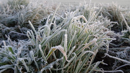 Reif auf Pflanzen nach einer frostigen Nacht im Dezember