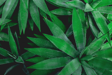 Naklejka na ściany i meble closeup agave cactus, abstract natural background and textures
