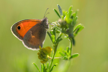 Kleiner Heufalter oder Kleines Wiesenvögelchen  (Coenonympha pamphilus) sitzt auf Pflanze
