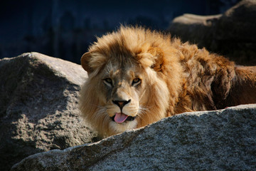 Löwe (Panthera leo) schaut hinter Felsen hervor