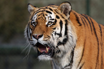 Fototapeta premium Tygrys syberyjski (Panthera tigris altaica) również Amurtiger lub Ussuritiger, portret