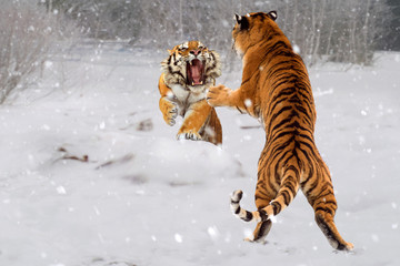 Sibirische Tiger (Panthera tigris altaica) Zwei Tiere raufen im Schnee