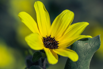 Selective focus close up Farfugium japonicum or japanese silver leaf in a garden.