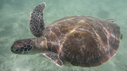 front and top view of a swimming sea turtle under the water