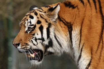 Sibirische Tiger (Panthera tigris altaica) auch Amurtiger oder Ussuritiger, Portrait