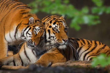 Sibirischer Tiger (Panthera tigris tigris) Paar