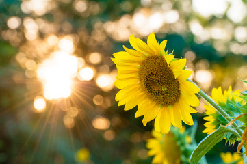 Sunflower sunflowers at sunset sunflower
