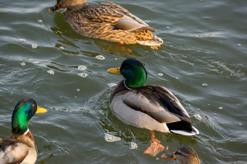 Birds and animals in wildlife. Amazing mallard duck swims in lake or river with blue water under sunlight landscape. Closeup perspective of funny duck.