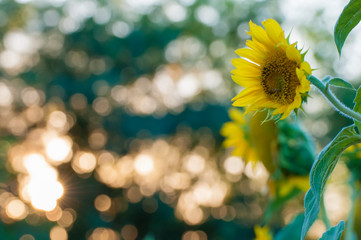Obraz na płótnie Canvas Sunflower sunflowers at sunset sunflower