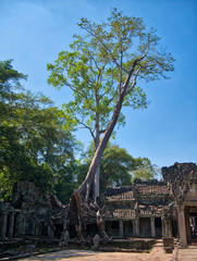 Fototapeta na wymiar A banyan tree grows on temple ruins at the ancient Khmer site of Angkor Thom near Siem Reap in Cambodia.