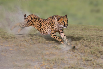Gepard (Acinonyx jubatus) auf Jagd, Geschwindigkeit, Ostafrika - obrazy, fototapety, plakaty