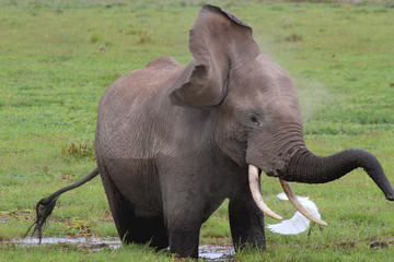 Afrikanische Elefant (Loxodonta africana) und Kuhreiher in Sumpflandschaft, Amboseli Nationalpark,...