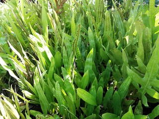 field of plants