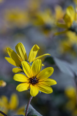 Selective focus close up Farfugium japonicum or japanese silver leaf in a garden.Beautiful blossom yellow flower.