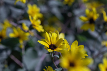 Selective focus close up Farfugium japonicum or japanese silver leaf in a garden.Beautiful blossom yellow flower.