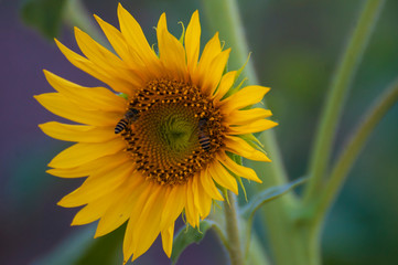 Sunflower sunflowers at sunset sunflower