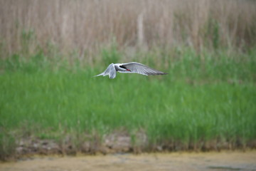 Adult common tern (sterna hirundo) in the flight, hunting over the lake overgrown with reeds