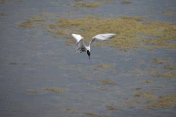 Adult common tern (sterna hirundo) in the flight, hunting over the lake overgrown with algae