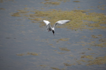 Adult common tern (sterna hirundo) in the flight, hunting over the lake overgrown with algae
