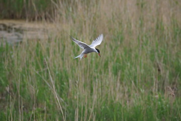 Adult common tern (sterna hirundo) in the flight, hunting over the lake overgrown with reeds