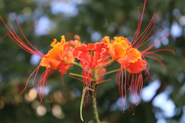 Flor Flamboyant (Caesalpinia Pulcherrima)