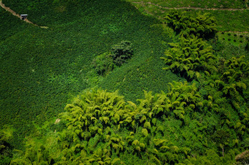 Paisaje Cultural Cafetero, agricultura y campo colombiano, siembra de café y productos agricolas en Chinchiná Caldas Colombia