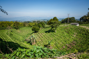 Fototapeta na wymiar Paisaje Cultural Cafetero, agricultura y campo colombiano, siembra de café y productos agricolas en Chinchiná Caldas Colombia