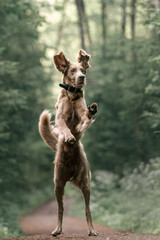 funny weimaraner dog jumping up in the forest