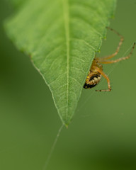 spider behind leaf